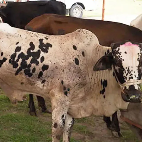 Palestine-Refugees-box