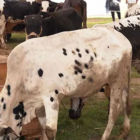 Qurbani